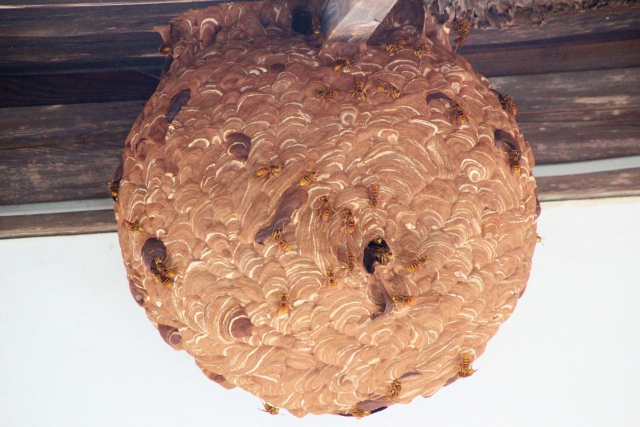 スズメバチの巣作りは時期や場所を知って予防しよう！巣の駆除方法も