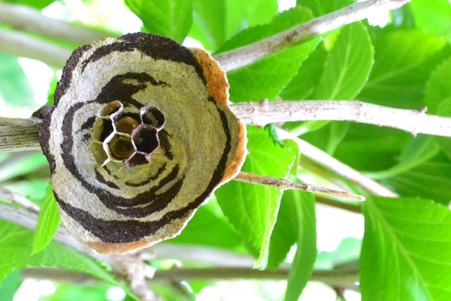 スズメバチの巣の駆除｜天井裏に巣がある場合は業者に依頼をしよう！