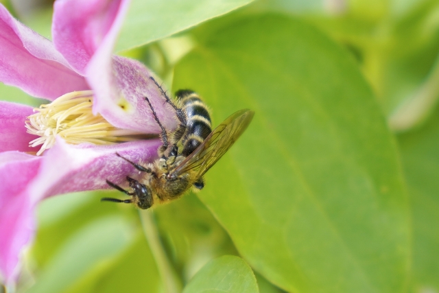 土の中に巣を作る蜂の種類がわかる 5分でわかる見分け方と駆除方法 ハチ110番
