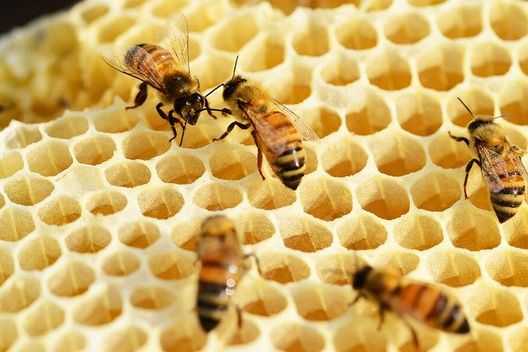 危険な蜂はどんな蜂 蜂の種類と特徴について ハチ110番