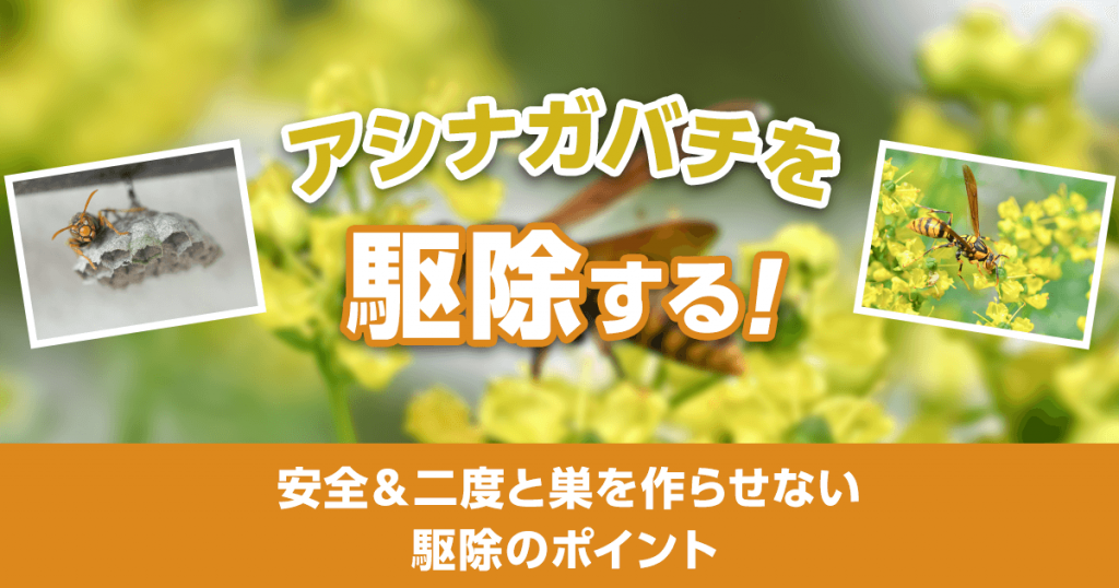 アシナガバチを駆除する！安全＆二度と巣を作らせない駆除のポイント
