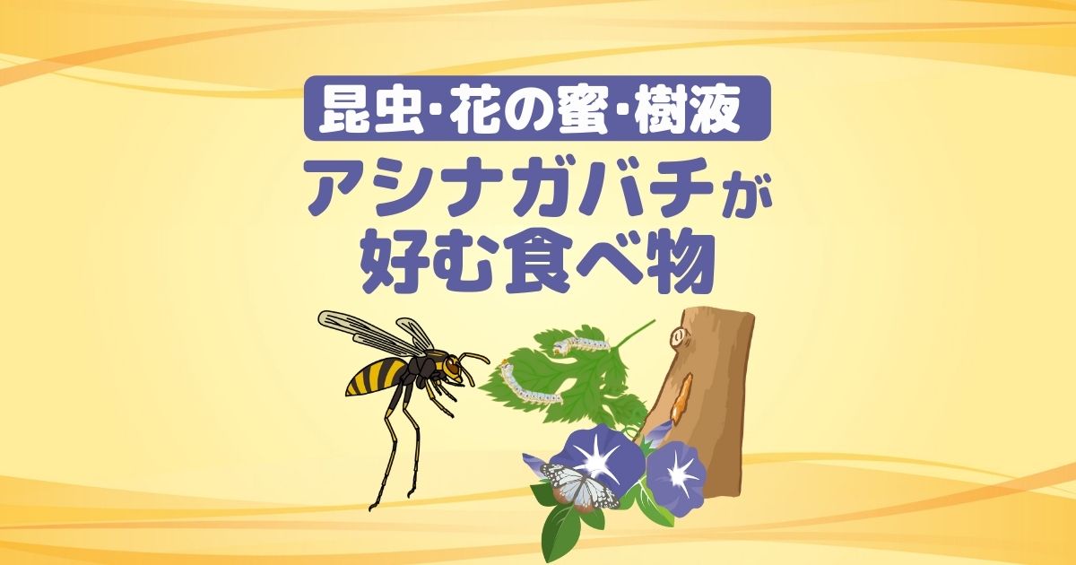 アシナガバチの食べ物は何 気になる生態と巣の予防方法について ハチ110番