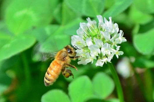 ミツバチの針の特徴が丸わかり 最低限知っておきたい3つの特徴 ハチ110番