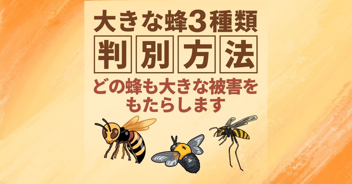 大きな蜂を見かけたら 種類を特定するための見た目の違いについて ハチ110番 大きな蜂を見かけたら 種類を特定するための見た目の違いについて ハチ110番