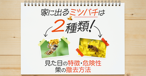 家に出るミツバチは2種類！見た目の特徴・危険性・巣の撤去方法