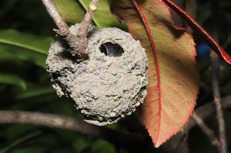 ドロバチは泥で巣を作る!ドロバチの生態を知って安全に駆除する方法 | ハチ110番
