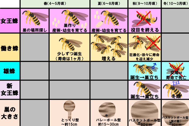 5分でスズメバチの生態が丸わかり 身を守るための基礎知識 ハチ110番