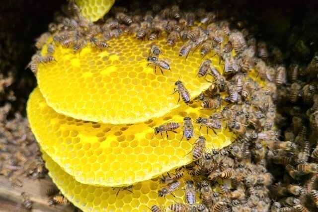 ミツバチの巣