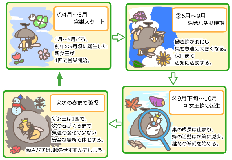 スズメバチ対策 巣作りさせない 近寄らせない 刺されず自力で駆除する方法 ハチ110番