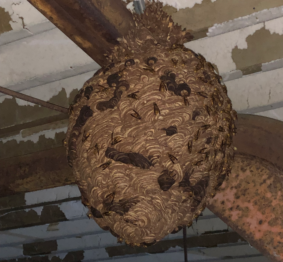 車庫の下のスズメバチの巣