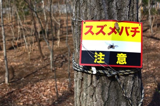 スズメバチの天敵一覧｜駆除をするなら天敵より業者が一番！
