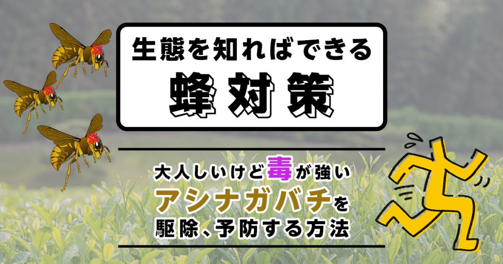 アシナガバチの生態。大人しいけど毒が強い