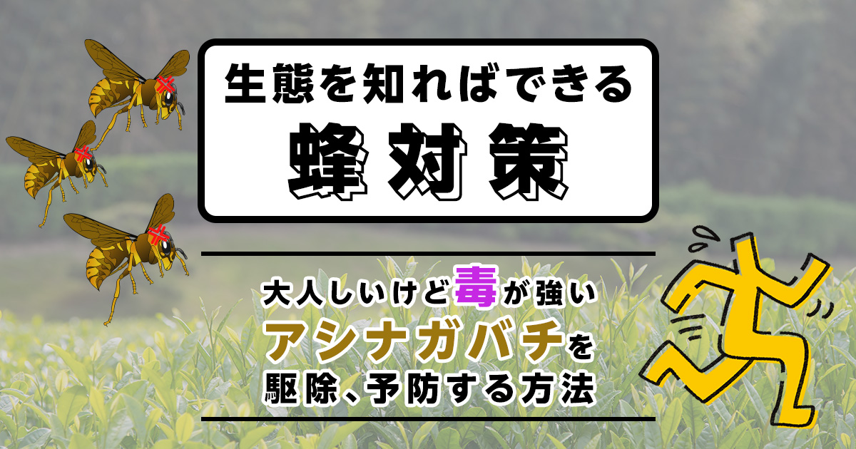 アシナガバチの生態。大人しいけど毒が強い