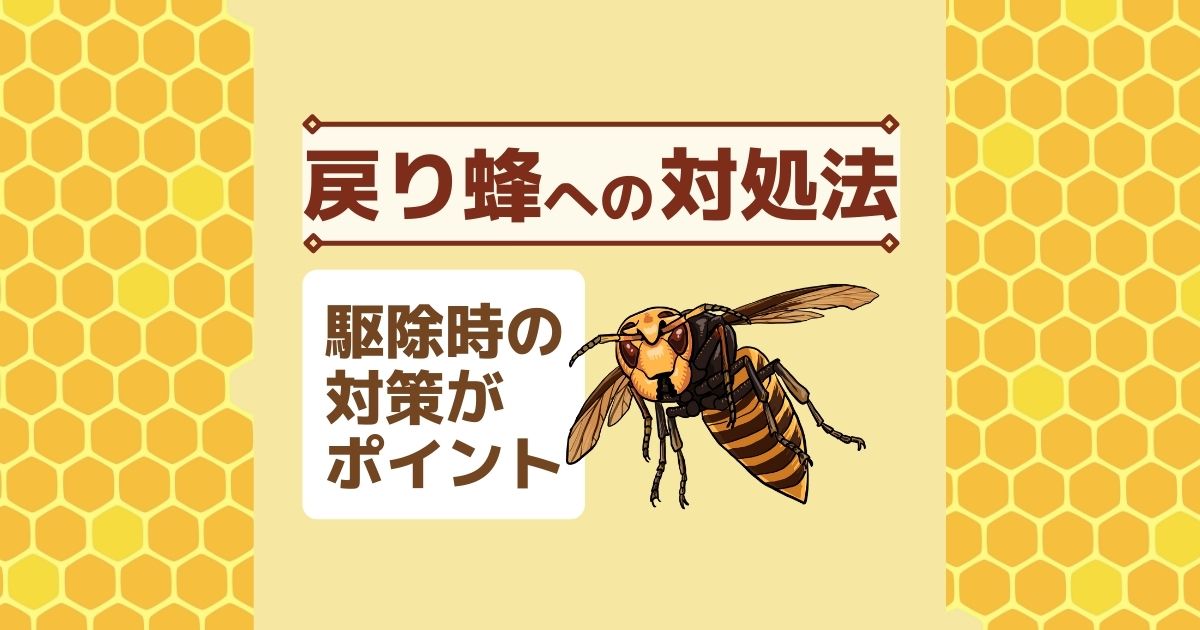 戻り蜂への対処法　駆除時の対策がポイント