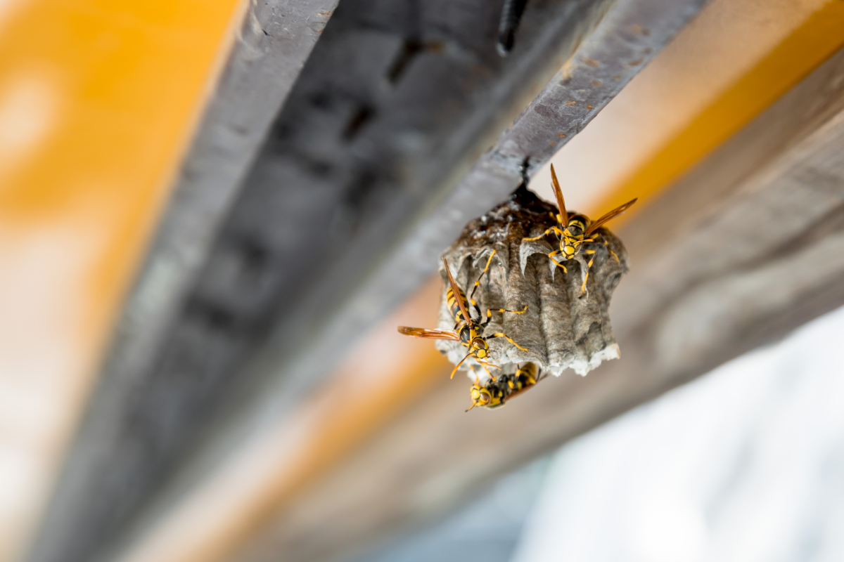 庇の下のアシナガバチの巣