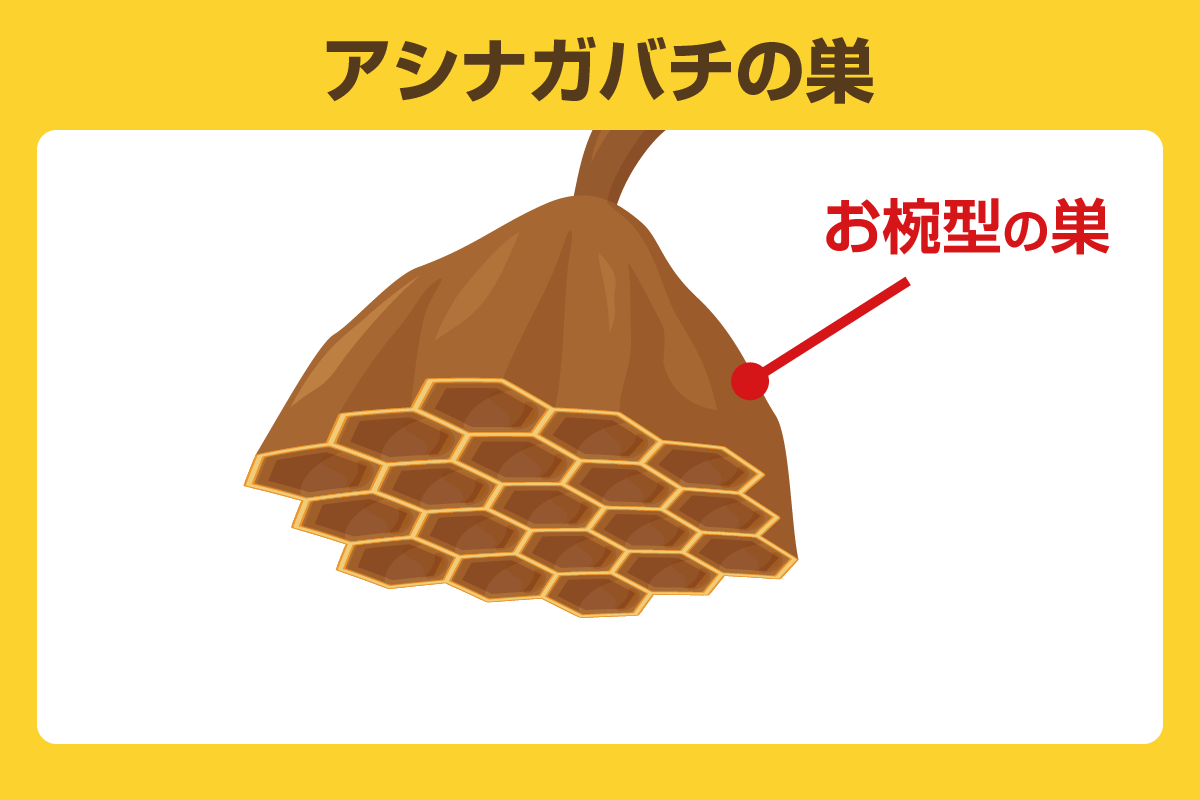 アシナガバチの巣の見た目