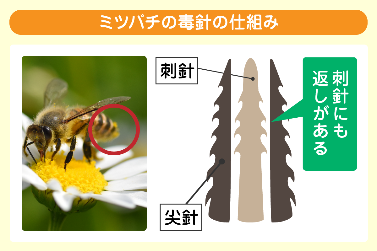 ミツバチの毒針の仕組み
