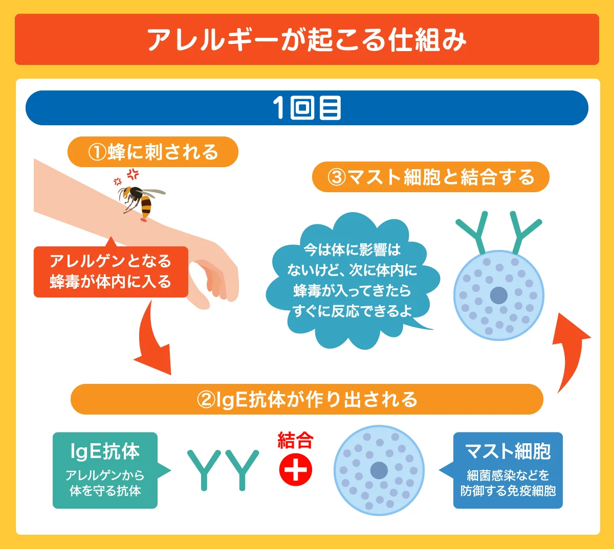 蜂に1回刺されたときの反応