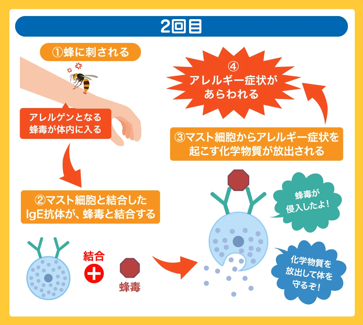 蜂毒でアレルギー反応が起こる流れ②