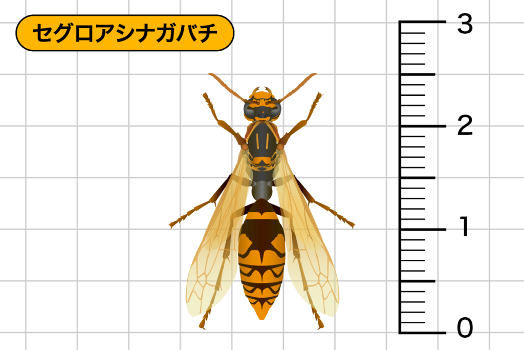 ニホンミツバチ