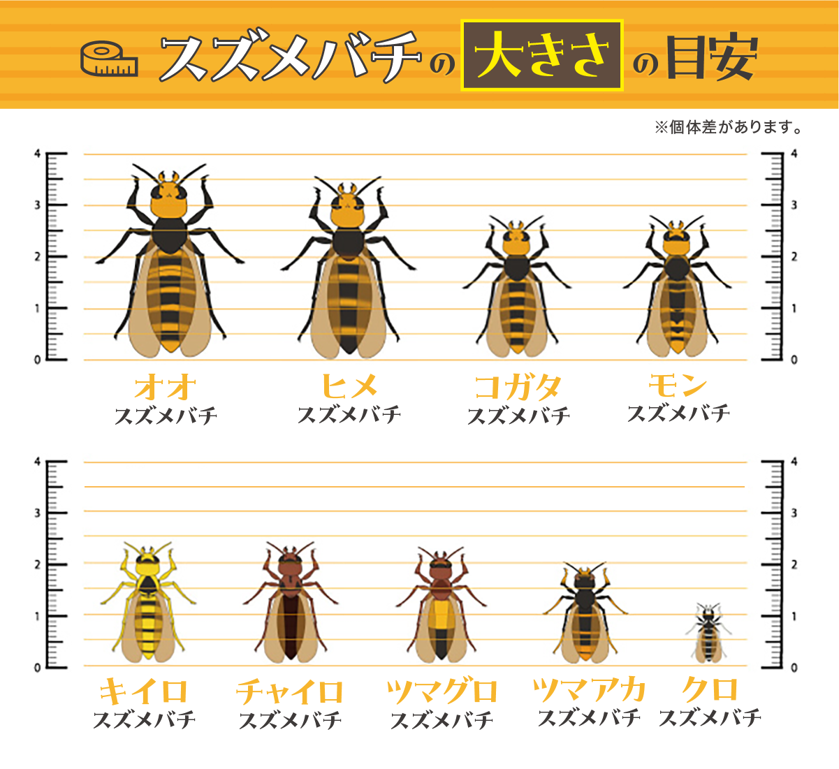 スズメバチの大きさ比較