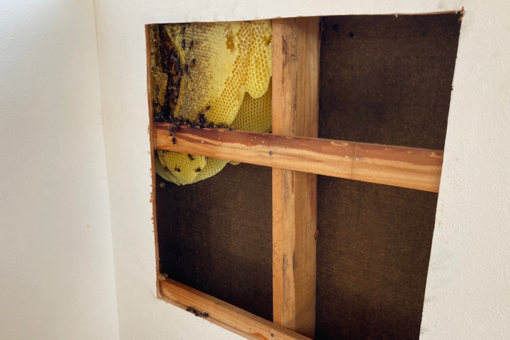 壁の隙間に作られたミツバチの巣