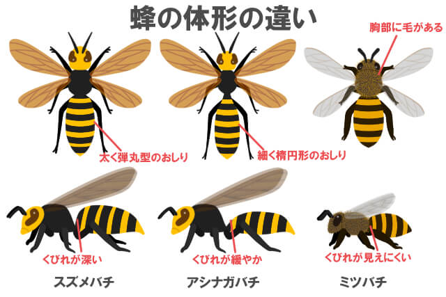 生物比較_スズメバチ　アシナガバチ　体形の違い
