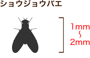 ショウジョウバエ 1mm~2mm