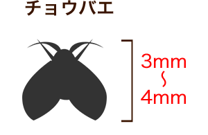 チョウバエ 3mm~4mm
