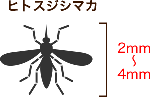 ヒトスジシマカ 2mm~4mm