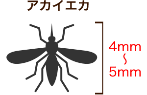 アカイエカ 4mm~5mm