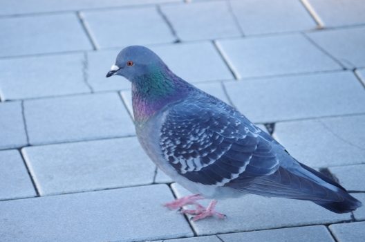 実際の鳩は見かけても近寄らないようにしよう！