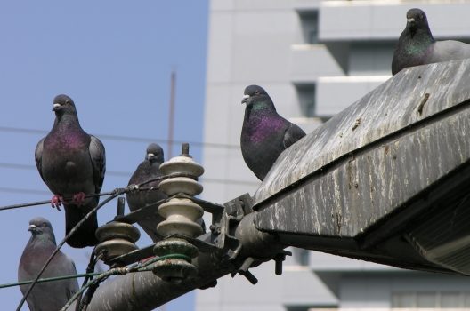 鳩の被害に困ったらプロに相談しよう！