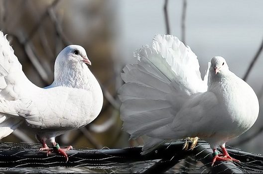 鳩に近寄ってはいけない理由