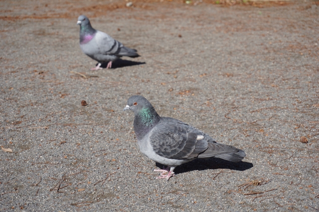 鳩の子供について