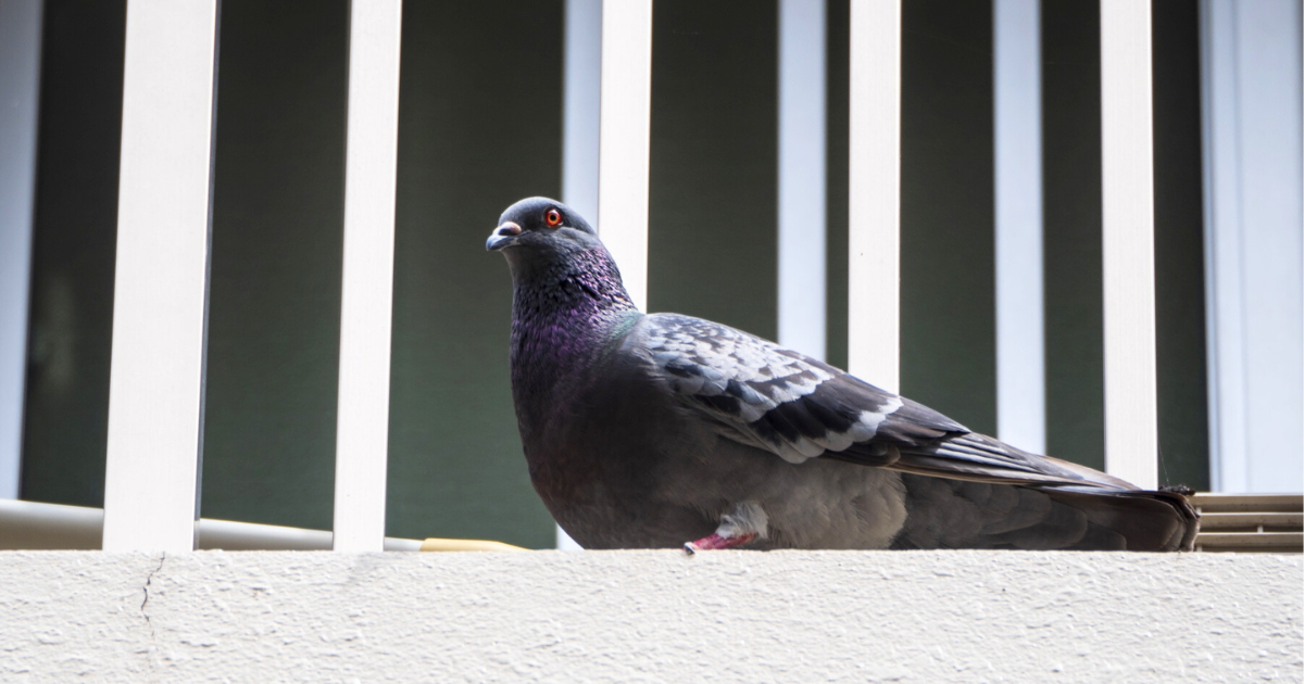 ベランダの鳩のフンを掃除する