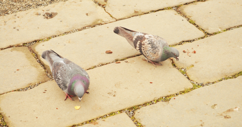 鳩に毒餌は使えない