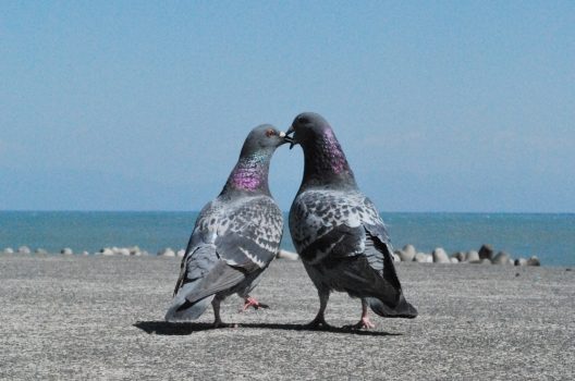 鳩の繁殖を防ぐ