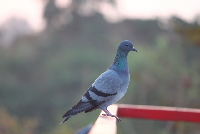 鳩被害には4つの段階がある！