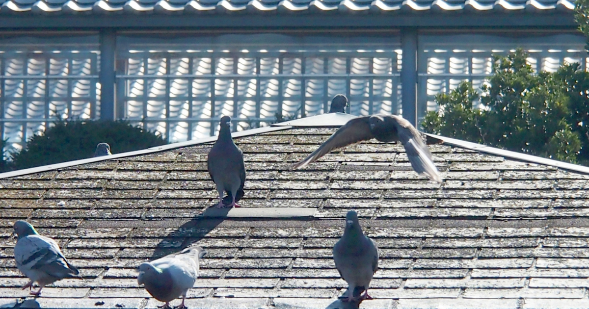 太陽光パネルの鳩対策