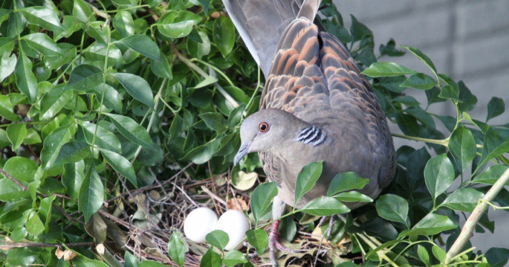 鳩の卵の駆除