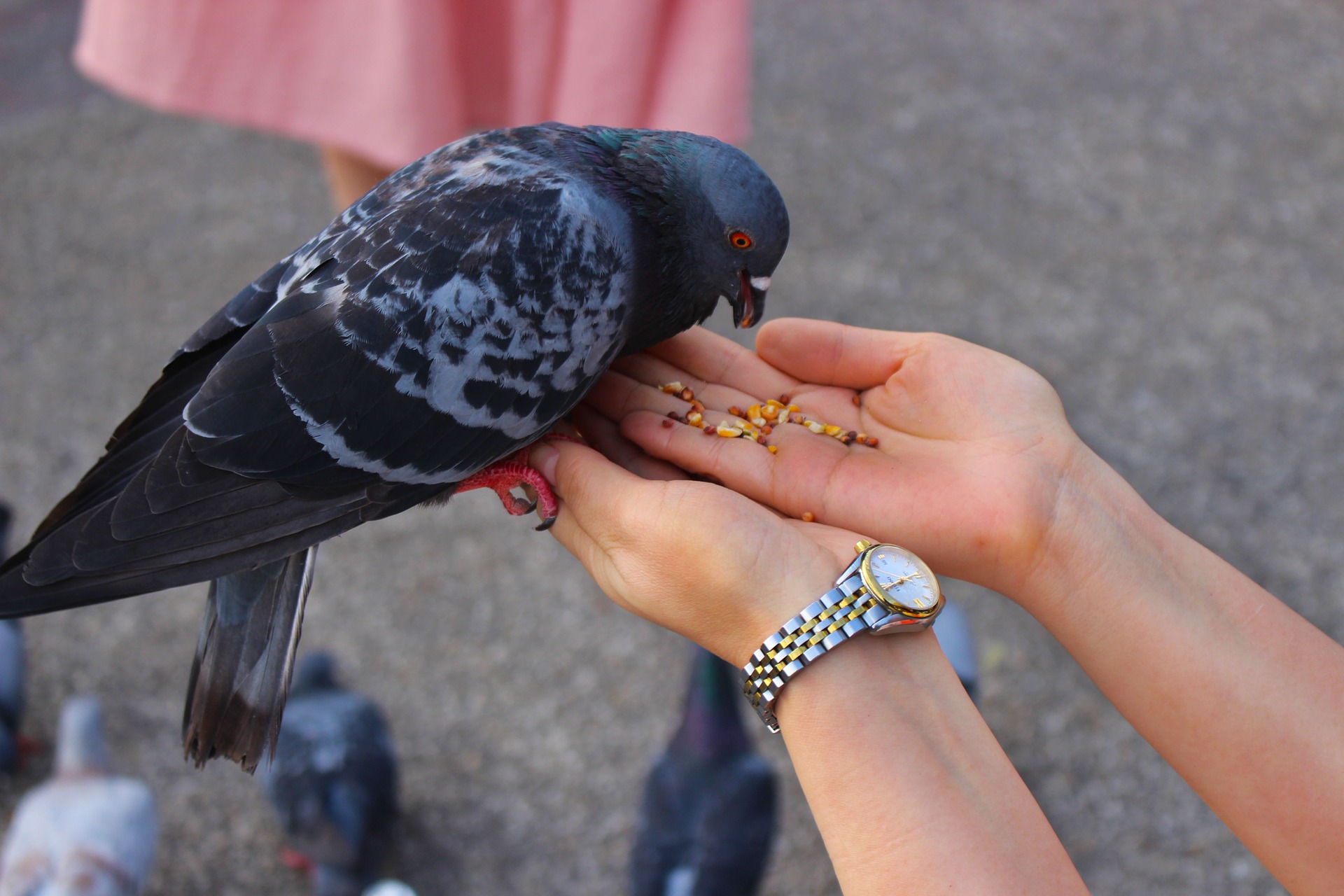 鳩への餌やりは厳禁