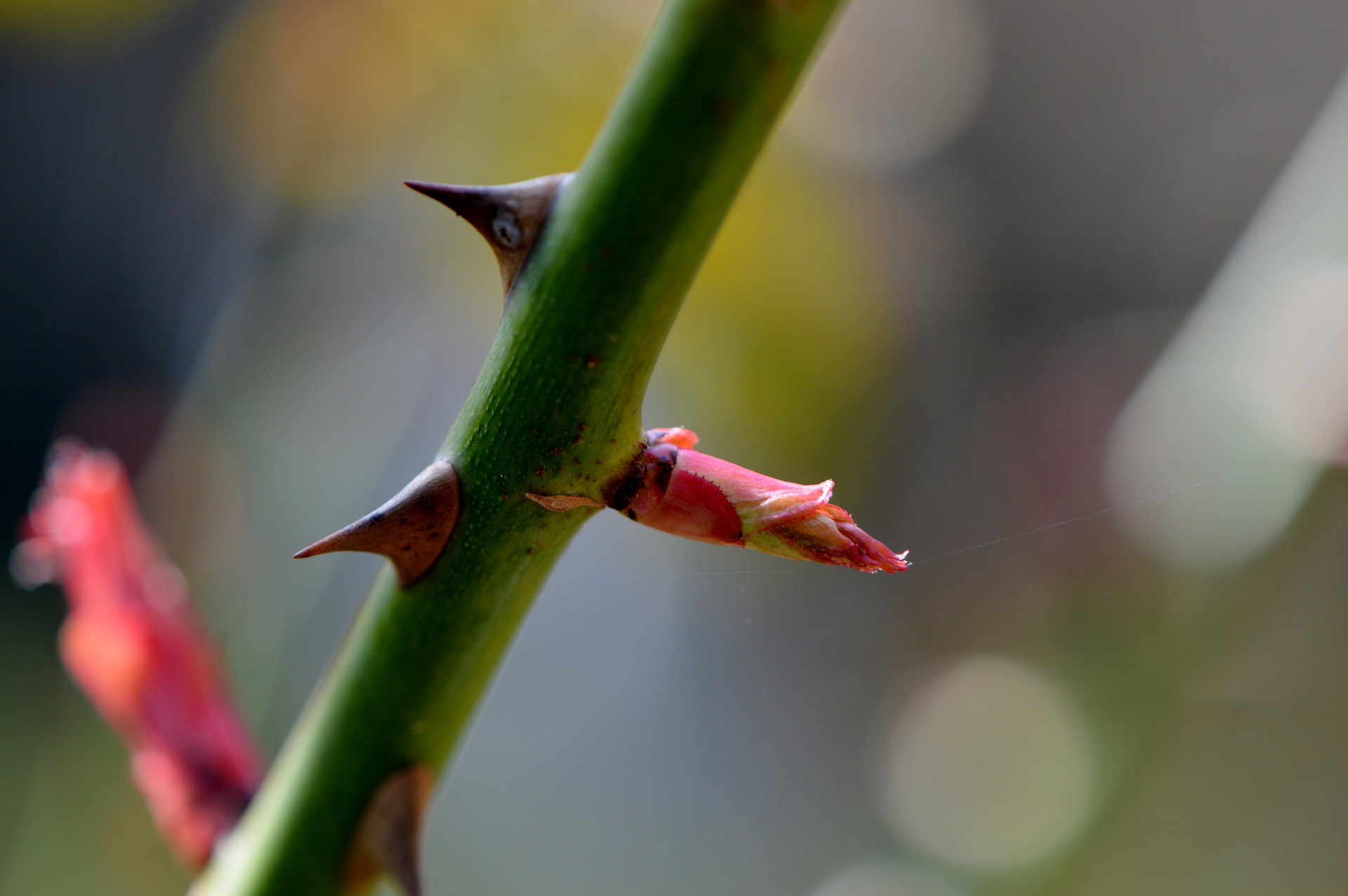 きれいな薔薇には棘がある