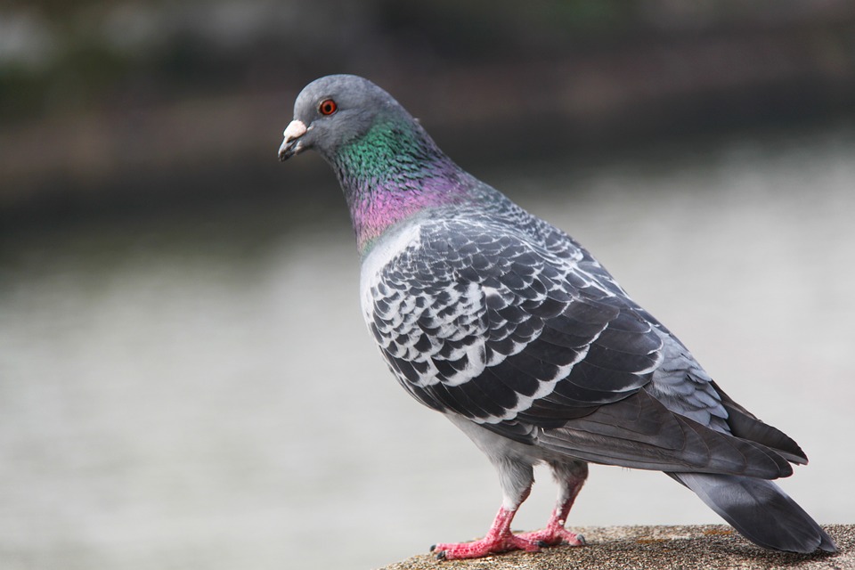 鳩の寿命が延びている理由