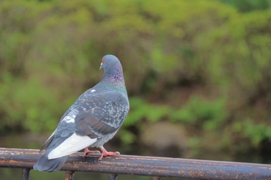 鳩対策は臭いに注目！嫌いな臭いの種類7選＆簡単手作りスプレー