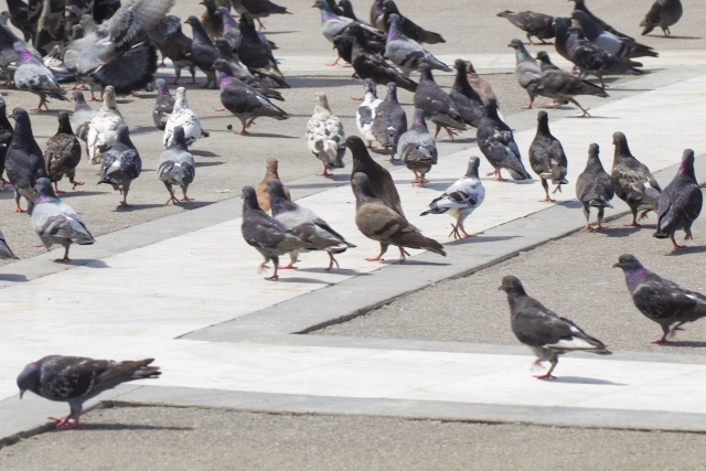 鳩の嫌いなニオイ