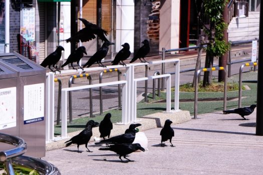 鳩だけではない害鳥被害