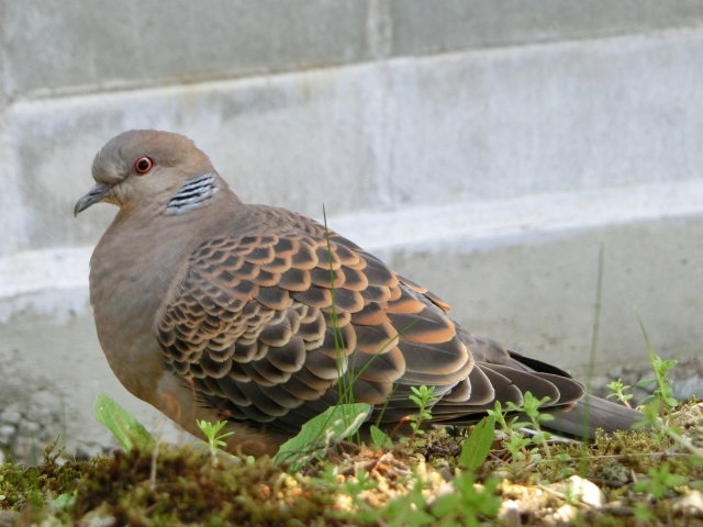 鳴き声は鳩の種類によって違う