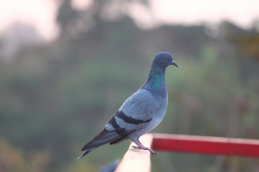 テグスで鳩の飛来が防げる理由