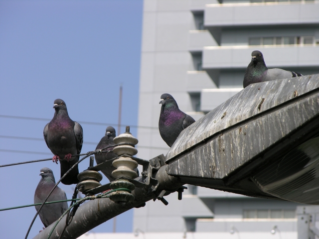 剣山を使用した鳩対策